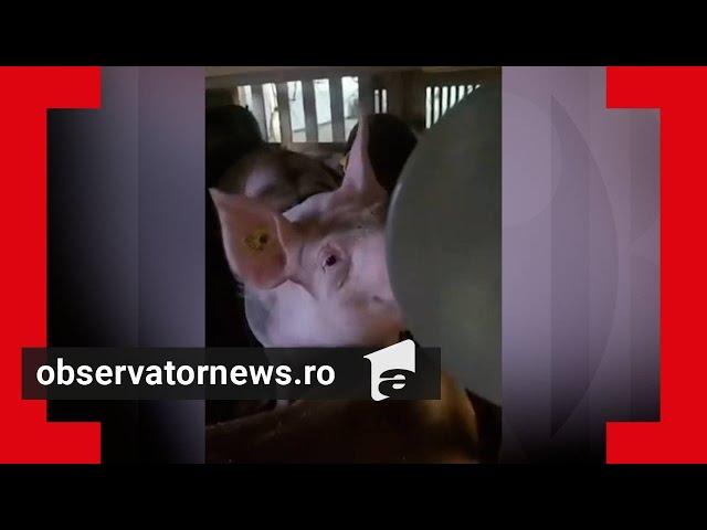 Cum a reuşit o turmă de porci să devieze un avion care zbura pe ruta Amsterdam - Mexico City