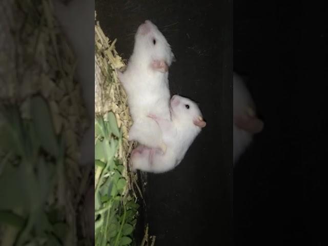 hamster mating caught on cameranot suitable for kids