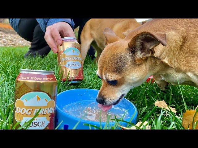 Dog Brew by Busch Review