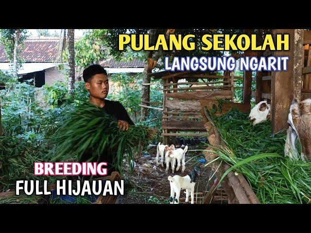 Remaja Seperti ini Yang Saya Cari, Masih Sekolah Mau Menekuni Ternak Kambing