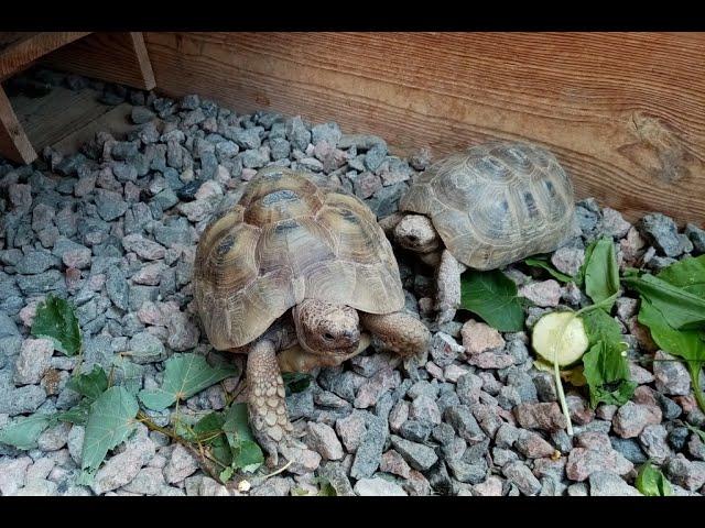 Сухопутные Черепахи,  Размножение.Greek tortoise, breeding. Спаривание, кладка яиц, инкубация