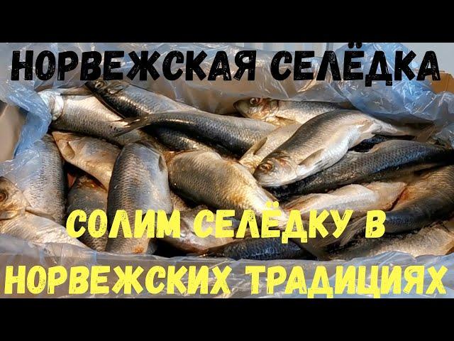 Как солить селёдку. Как это делают в Норвегии. Длительное хранение селедки и Малосольная селёдка.