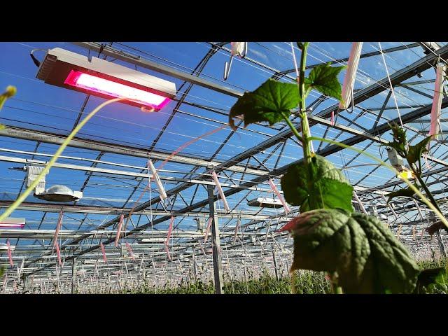 learn Why high wire greenhouse production is on the Rise @TsevettAgro-Services