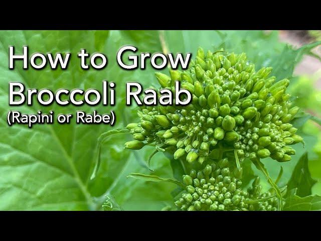 Growing Winter Vegetables - How to Broccoli Raab from seed - Shows Results