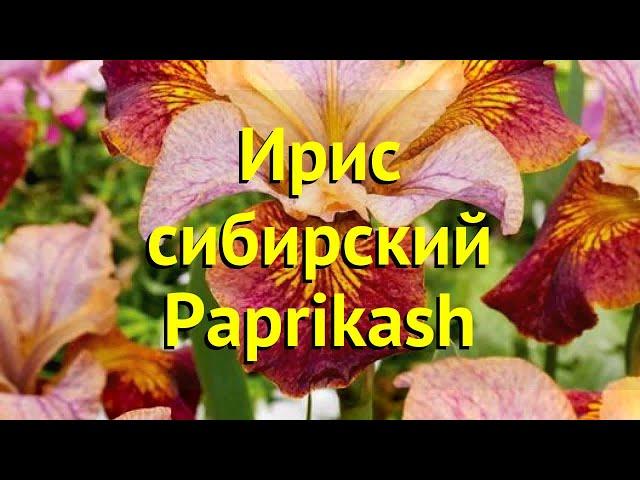 Ирис сибирский Паприкаш. Краткий обзор, описание характеристик iris sibirica Paprikash