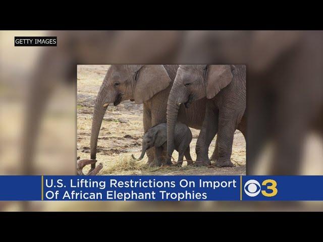 US To Allow Imports Of Elephant Trophies From Zimbabwe, Zambia