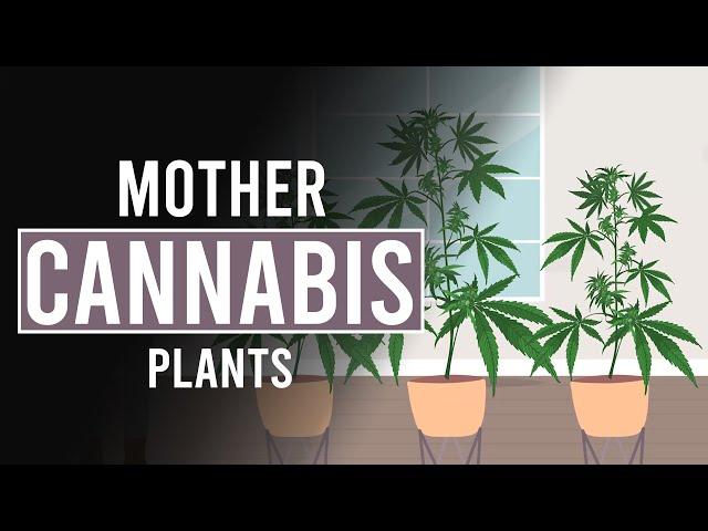 Mother Cannabis Plants: An Endless Source of Your Favourite Weed