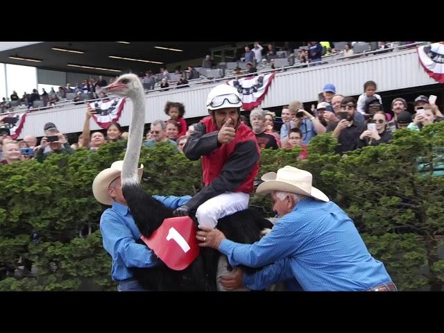 2018 Emerald Downs Ostrich Race