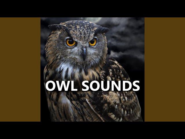 Sounds of Owls