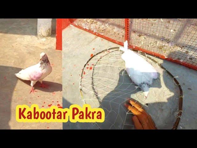 New Paro Ma Golden Kabootar Pakra | Hashim Mahmood Pigeons