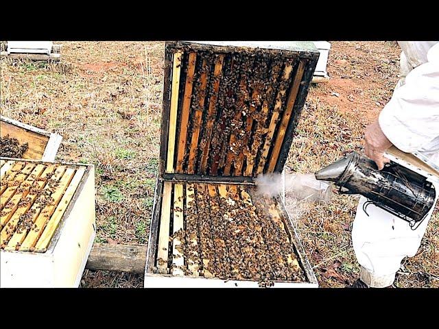 Equalizing Bee Colonies for Swarm Control and Increased Honey Production