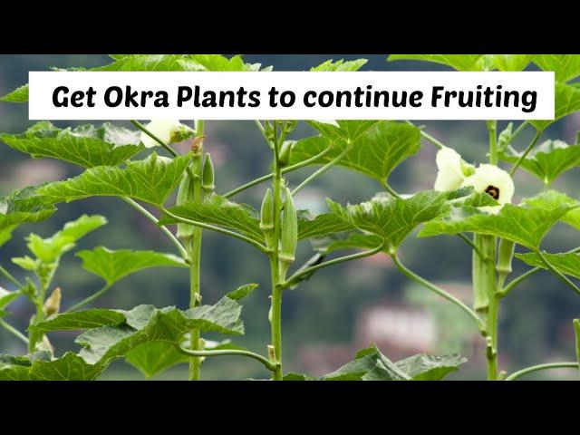 How to get Many Okra  from the Same Plant |Win Pini Farmlife