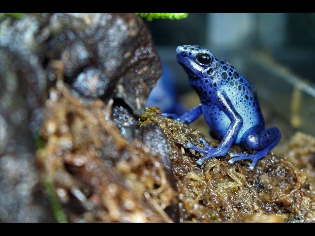 Poison Dart Frog Setup and Care Sheet (Dendrobates Tinctorius Azureus)