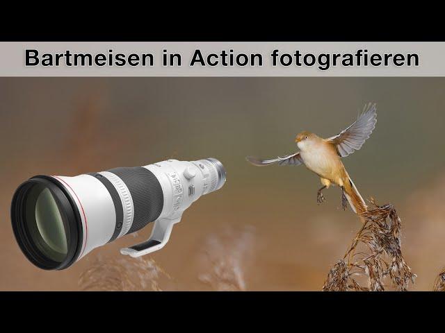 Bartmeisen im Flug fotografieren - Gelingt mir das Foto?