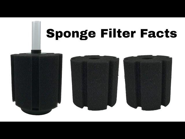 Sponge Filter Facts | Advantages and Disadvantages | Amazing Aquatic Life | Aquarium Accessories |