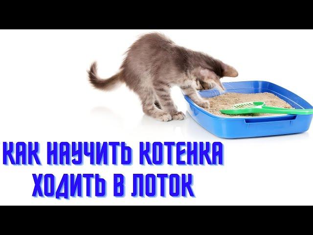 Как научить котенка ходить в лоток