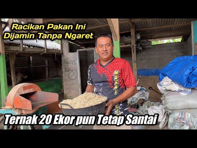 Temukan Racikan Pakan Breeding Sapi Tanpa Ngaret Biaya Cuma 5000/ekor