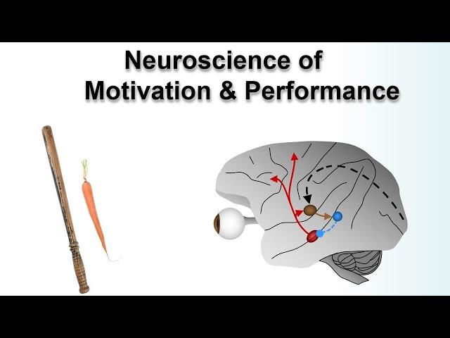 Neuroscience of Motivation & Performance