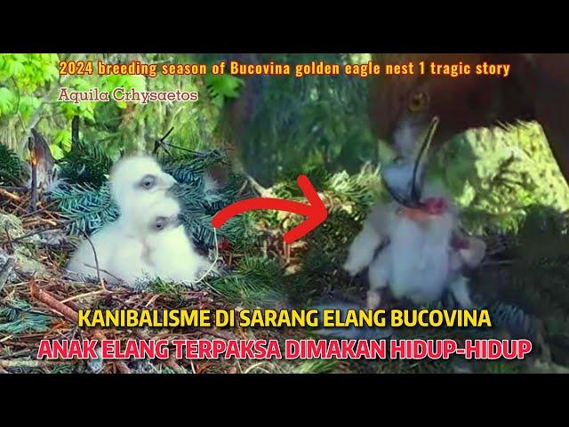 CANNIBALISM IN BUCOVINA'S GOLDEN EAGLE'S NEST