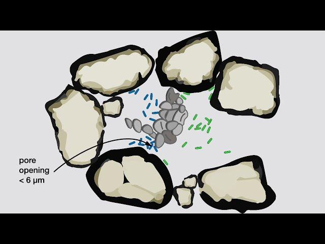 Soil predation and pore space