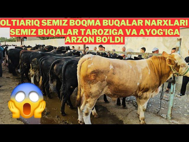 Oltiariq mol bozori semiz boqma buqalar narxlari qanday?