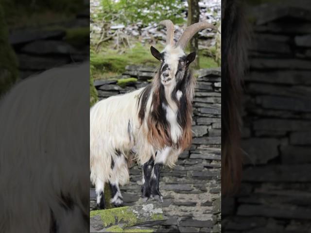 Friendly mountain goats  #wildlife #goats #snowdonia #nature