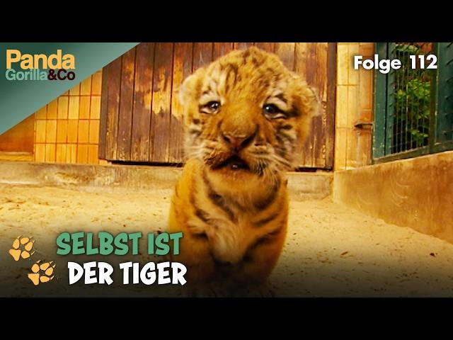 Schöne Momente im Zoo: Von kleinen Tigern bis zu großen Elefanten | Panda, Gorilla & Co.