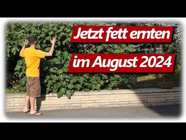 Gartenarbeit August | Feigen, Pfirsich, Gurken, Tomaten, Beeren für die Selbstversorgung