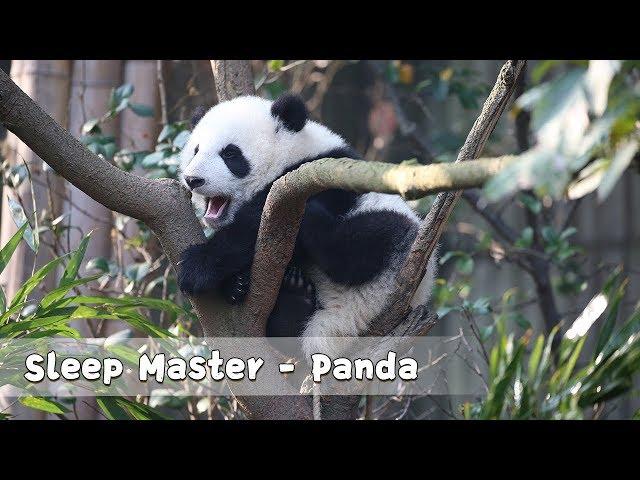 Panda Teaches You How To Improve Sleeping Quality | iPanda