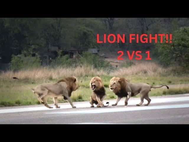INTENSE lion fight! 2 vs 1