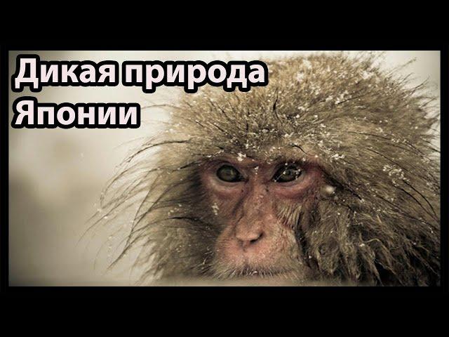 Дикая природа Японии (Снежные обезьяны и вулканы)