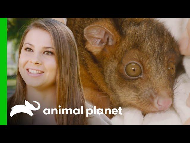 Bindi Irwin Raises a Possum Joey! | Crikey! It's the Irwins