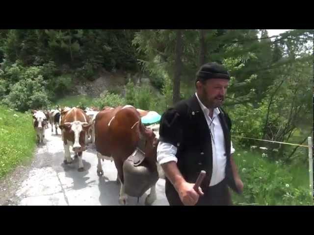 Beautiful Swiss Cows Ascend the Alps -- Alp Auffahrt