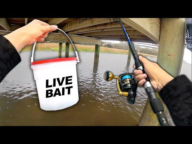 Fishing UNDER Docks w/ Live MINNOWS.. Eating Whatever I Catch (Catch and Cook)