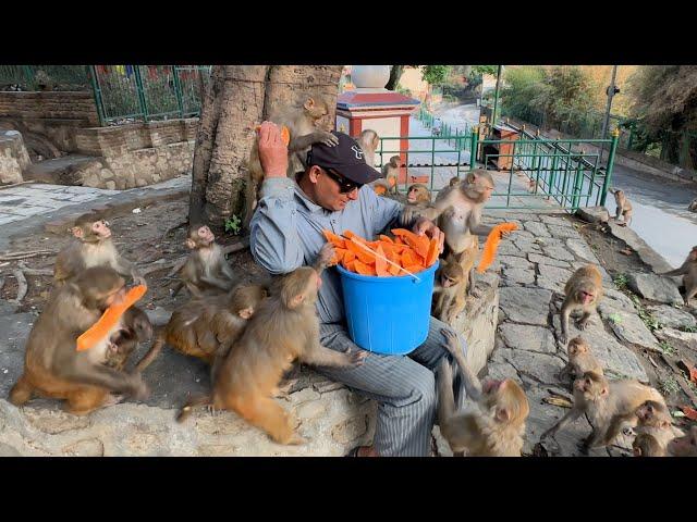 My cute monkey friends and dogs are very satisfied to get verities of food