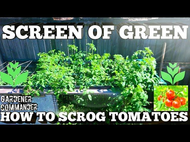 HOW TO SCROG WITH TOMATOES | Simple steps to have a Variety of Fresh Tomatoes on a Screen of Green