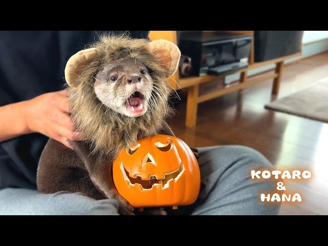 Funny Otters Have a Happy Halloween with Costumes!