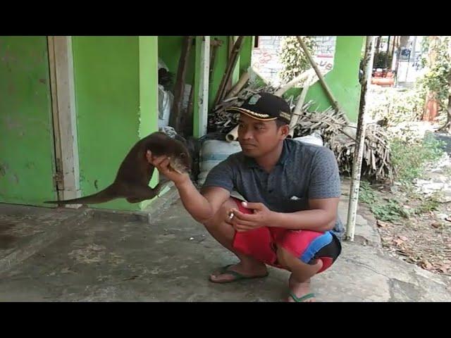 4 menit 41 detik berang-berang jinak / Otter