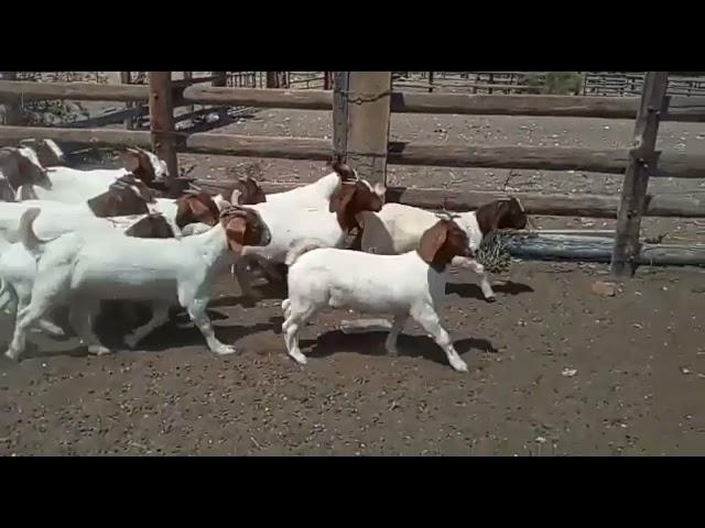 AMAZING FULL BLOOD BOER GOATS