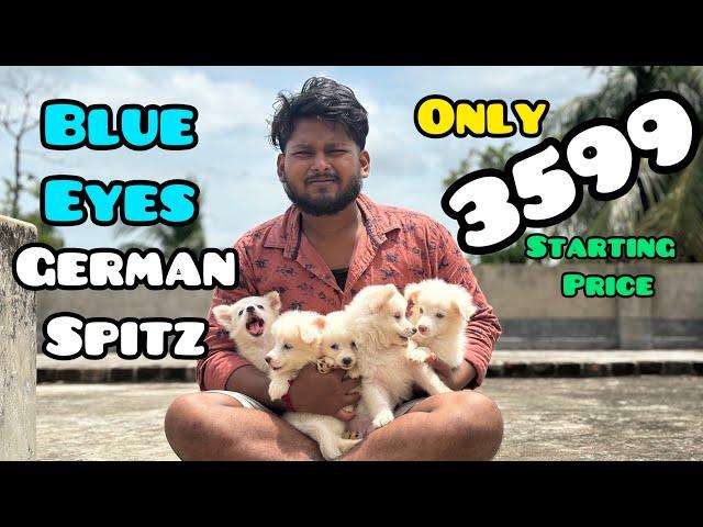 মাত্র 3599 টাকায় German Spitz Puppy | Low Price Puppy In Howrah | Cheapest Dog Kennel In Kolkata