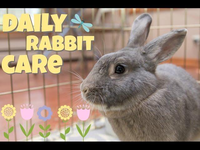 DAILY RABBIT CARE 