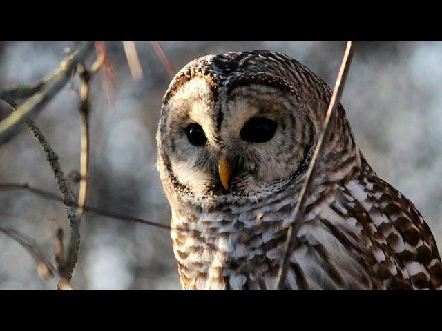 OWL sound effect, high quality,  best natural sound, owls hooting at night, owl talking, owl calls.