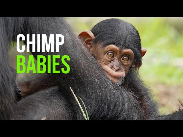 Spring is that you? Autumnal baby boom hits Taronga Zoo