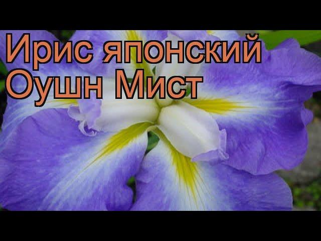 Ирис японский Оушн Мист (iris)  японский ирис Оушн Мист обзор: как сажать, рассада ириса Оушн Мист