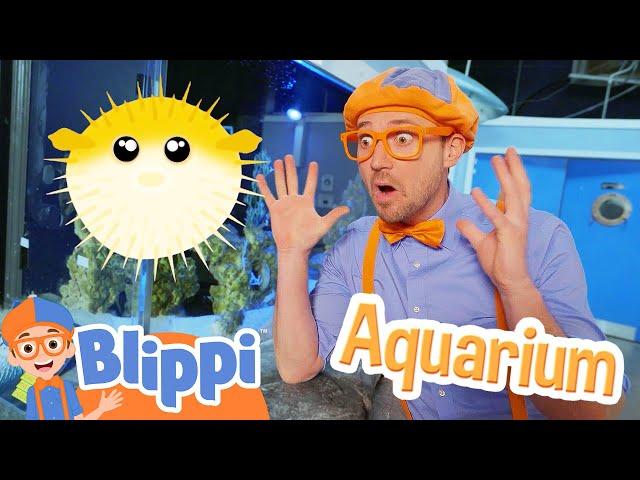 Blippi Meets a Puffer Fish at the Aquarium! Educational Videos for Kids