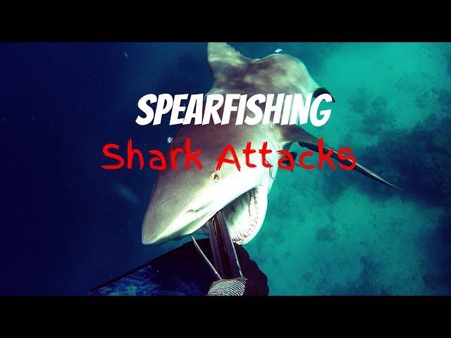 Top 5 Spearfishing Shark Attacks