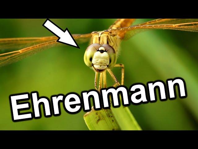 Libellen die Ehrenmänner