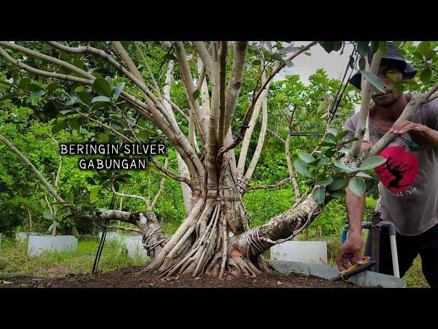 Advanced Process of Making a Combined Silver Banyan Bonsai From Zero