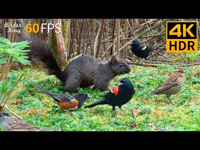 Cat TV for Cats to Watch  Playful Birds and Squirrels on the Grass  4K HDR 60FPS