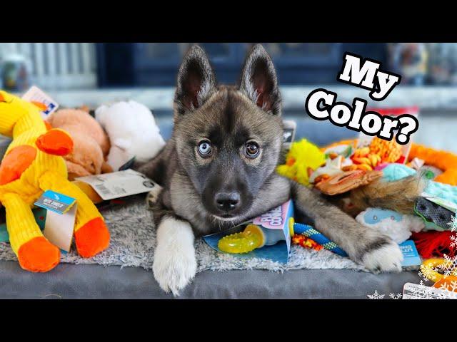 Everything I bought For My New Puppy  Husky Puppy Haul Essentials